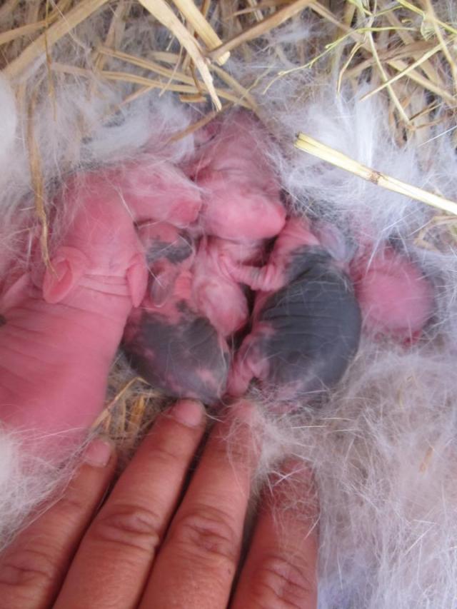 Newborn Rabbit kits